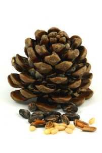Pine cone with nuts