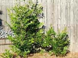 Allegheny chinquapin shrub