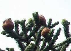 Monkey Puzzle nuts on tree