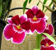 red orchids