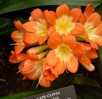 clivia