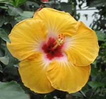 hibiscus Jason