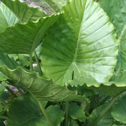 Alocasia gageana