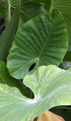 Alocasia odora