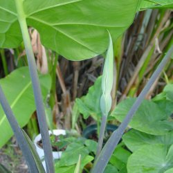 Alocasia odora Azurea