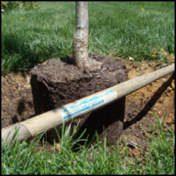shows elevation of rootball of tree in hole with shovel handle across hole to show level of surrounding soil 