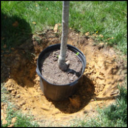 shows potted tree placed into hole for sizing
