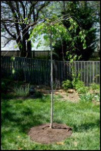 newly planted weeping cherry near fence in corner of yard