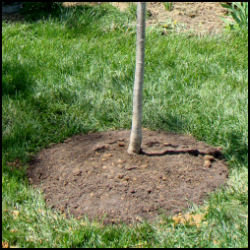 shows tree planted in mound of soil