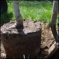 shows tree rootball in hole and shovel putting soil around it