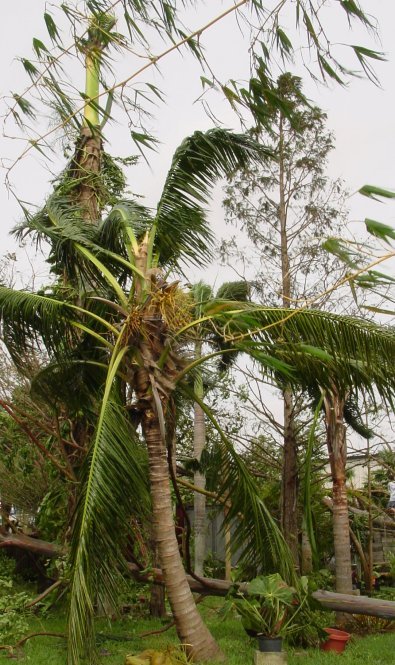 Trees after Wilma