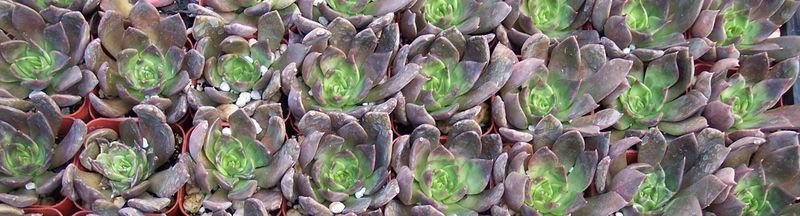 Echeveria Black Princes for sale