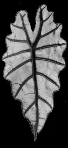 Alocasia amazonica negative image