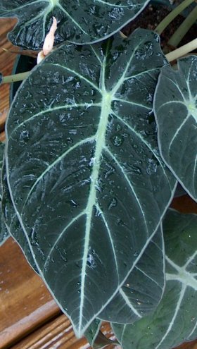 Black Velvet leaf