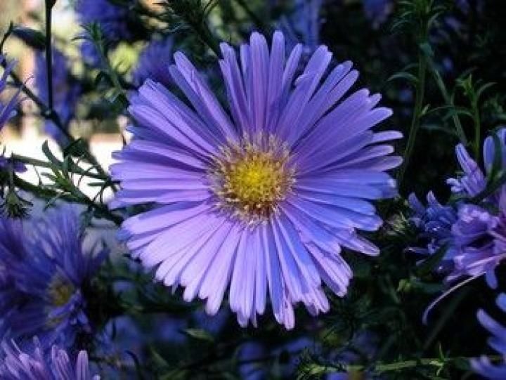 Aster Flower