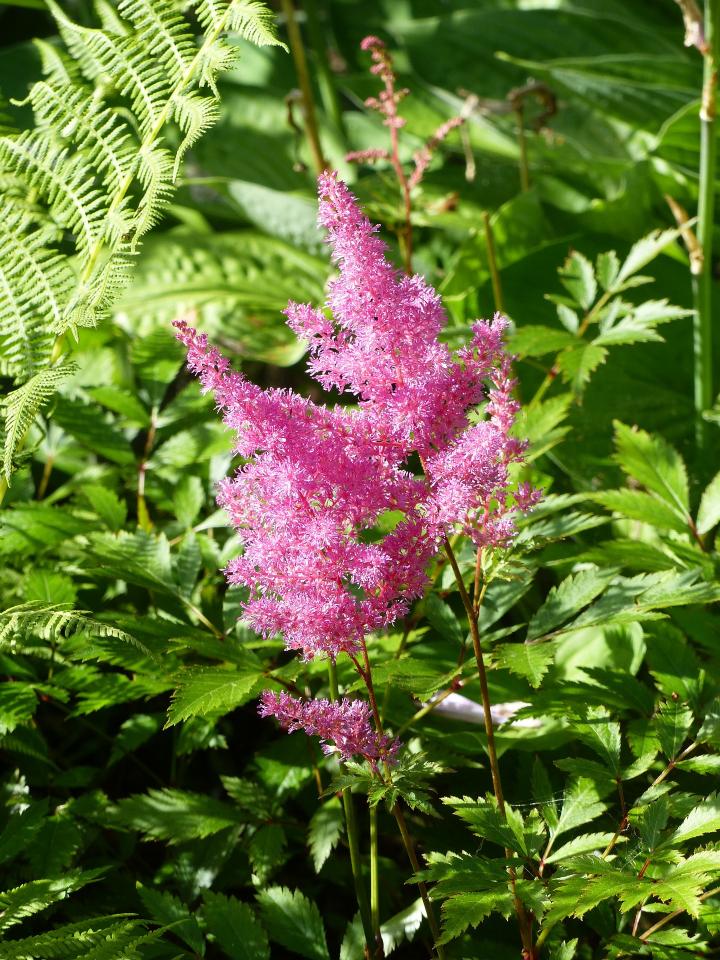 astilbe-plant-grow-care