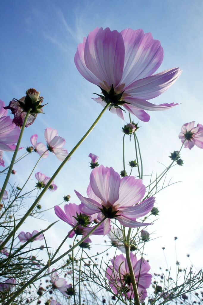 purple-cosmos-harvest.jpg