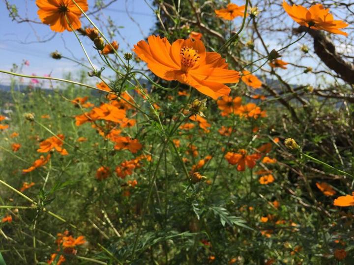 orange-cosmos-field.jpg