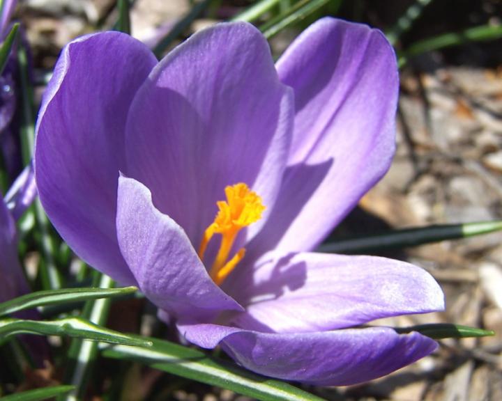 Crocus