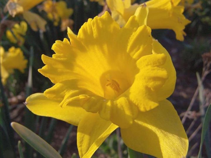 Golden Daffodil