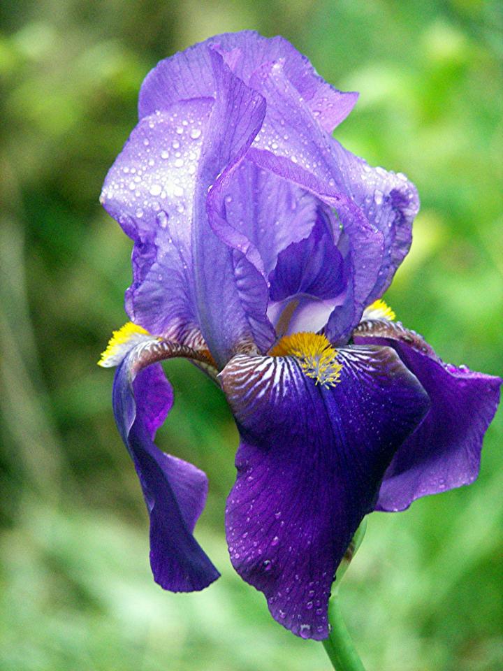 Bearded Iris