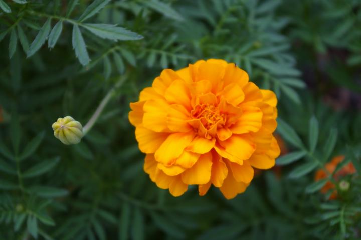 Marigold