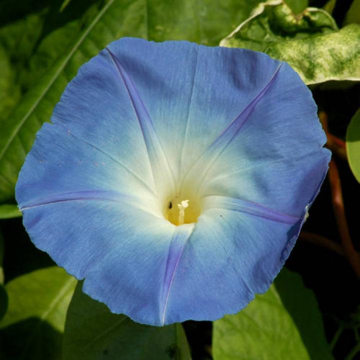 Morning Glory in Blue