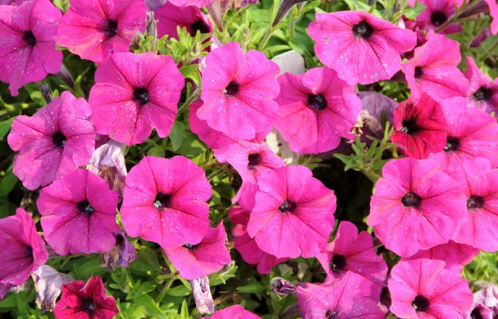 Garden Petunias