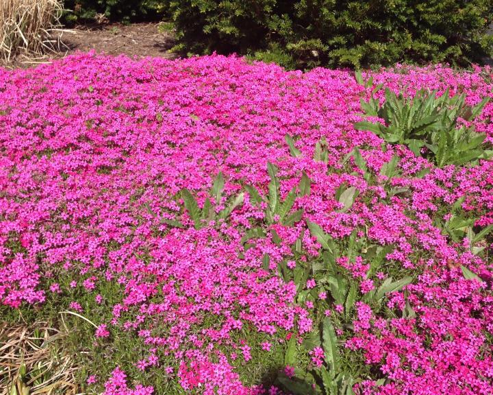 Pink Phlox Ground Cover