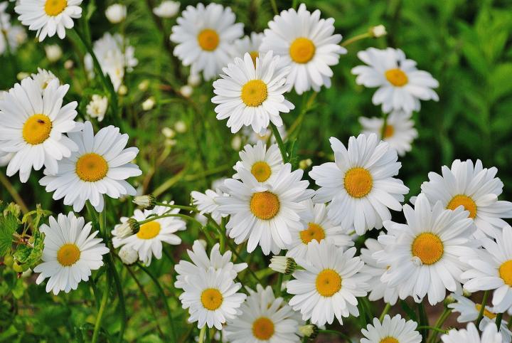 shasta-daisies-plant-grow