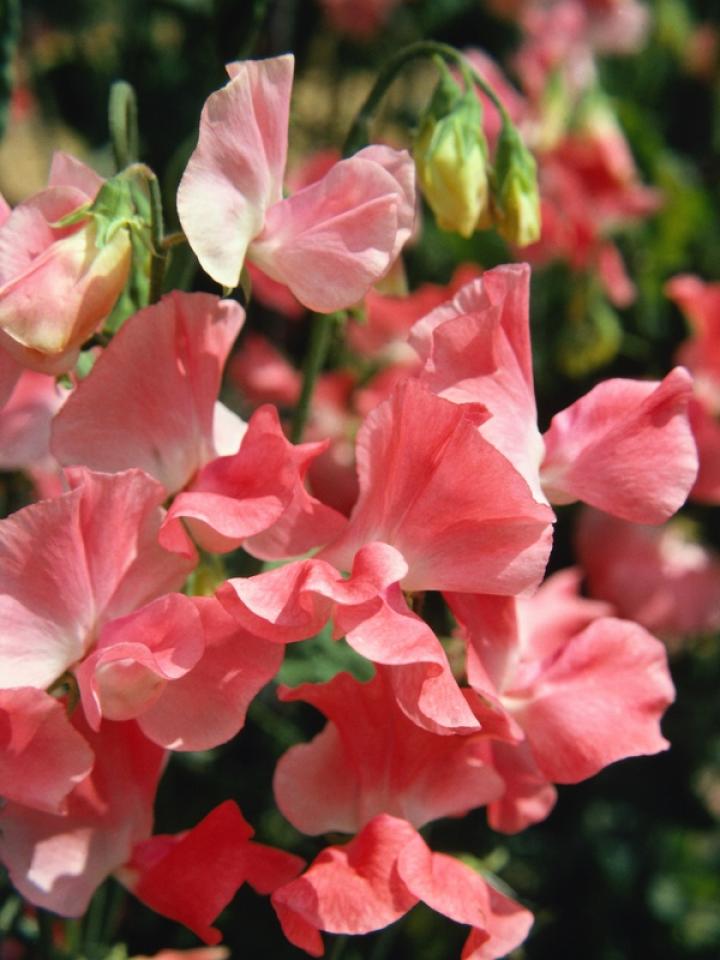 Sweet Peas