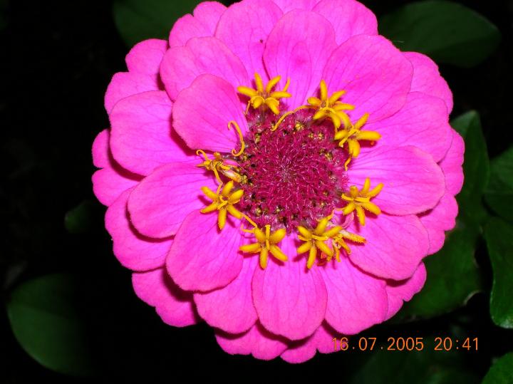 Zinnia