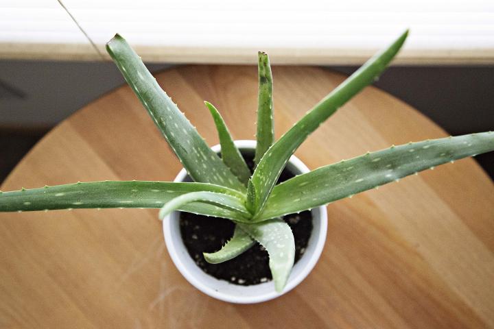 aloe-vera-houseplant