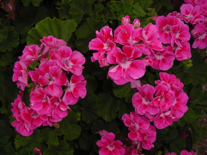 geraniums-plant-grow