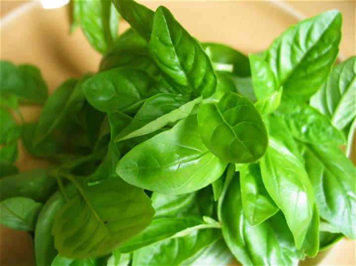 Basil