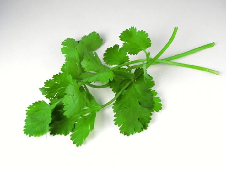 Coriander and Cilantro