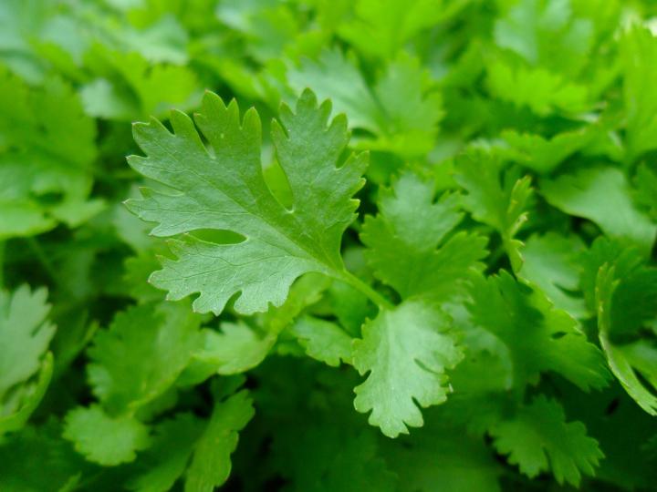 parsley-planting-growing-harvesting