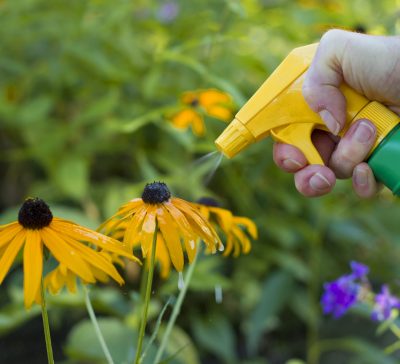 closeup of a hand spraying yellow flowers