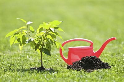 small tree and red watering can