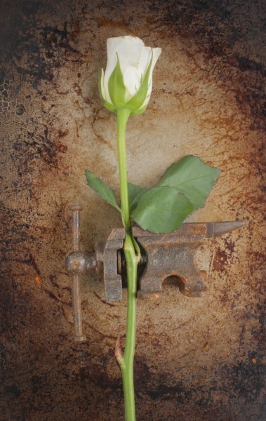 Rose trapped and squashed in an iron, rusty clamp. Symbolic representation of physical abuse against an innocent victim.