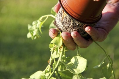 Transfering potted plants in the garden. The roots of the plant are visable as the gardener changes the pot.