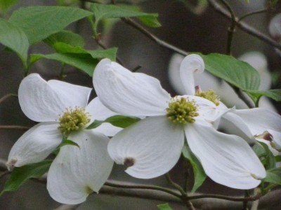 dogwoods