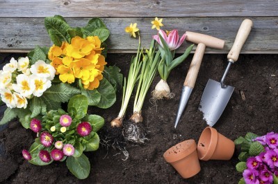 Planting flowers in pot with dirt or soil at back yard