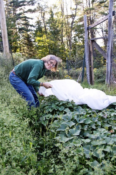 A woman prepares for frost in the garden by spreading an insulating cover over tender plants like these sweet potato vines.