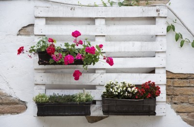 White storage industrial pallet used in gardening for a wall decoration as a shelf for flowerpots and other objects. Useful and interesting ideas what to do with pallets in garden,house or backyard.
