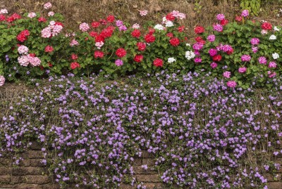 colorful flower on  old laterite stone fence wall