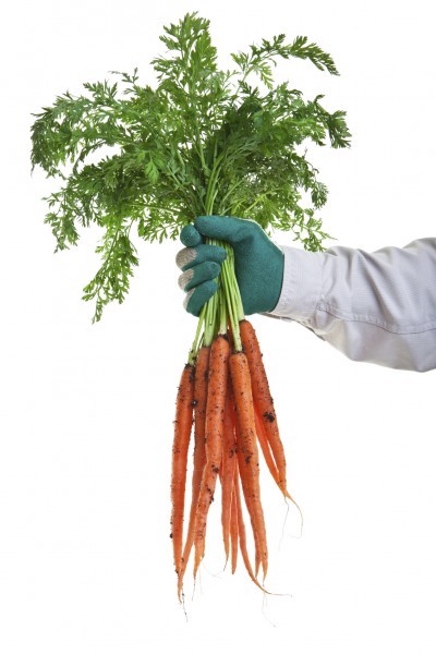 Freshly pulled carrots from the garden on a white background.