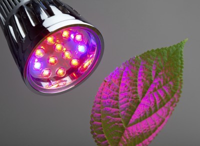 LED grow light