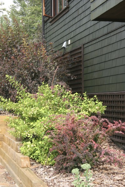 Craftsman style wood shingle home with shrubs planted at side. Lattice on side of house. Wood chips on ground. Railway ties as garden feature. small green succulent plant in foreground.