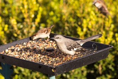 bird-feeder